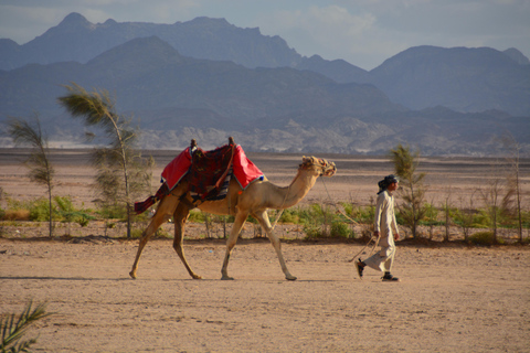 Hurghada: Safari en quad por el desierto con paseo en camello y traslado3 Horas Quad tour Con Traslado Privado