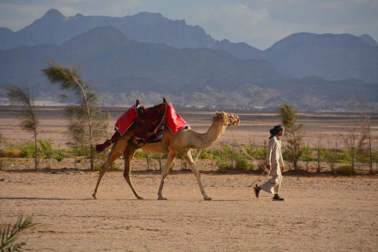 Hurghada: Safari en quad por el desierto con paseo en camello y traslado3 Horas Quad tour Con Traslado Privado