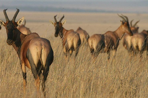 3 Days, 2 nights safari to Samburu National Reserve 3 Days private safari in a 4x4 Landcruiser jeep