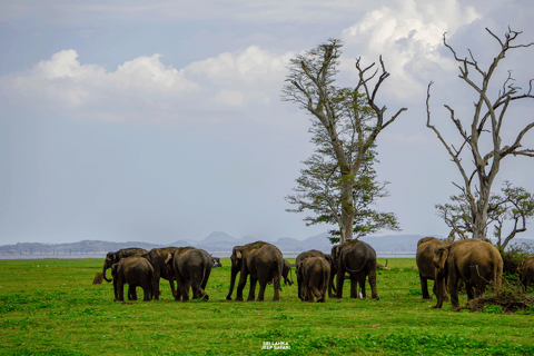 Kaudulla: tour di safari con gli elefanti al tramonto e visite alla fauna selvatica