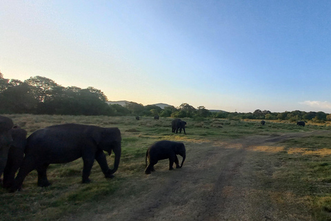 Von Habarana aus: Minneriya National Park 4x4 Jeep Safari