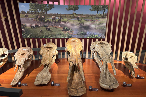 Shanghai Natural History Museum Admission Ticket