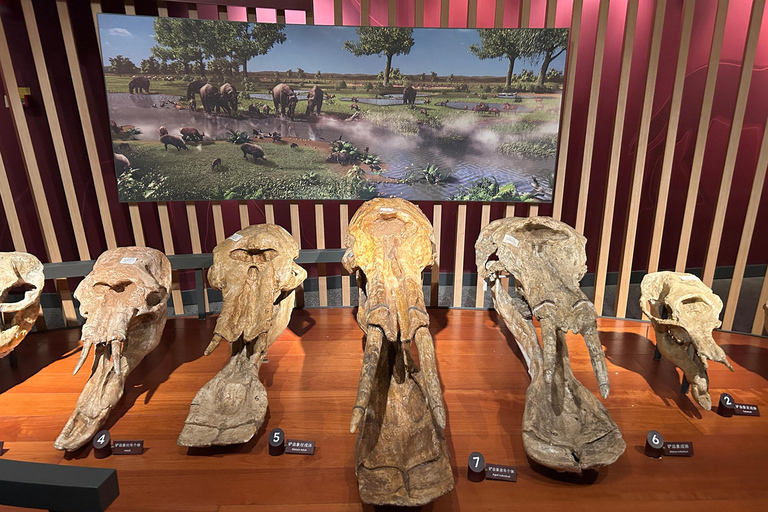 Shanghai Natural History Museum Admission Ticket