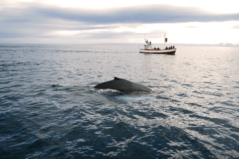 Z Reykjaviku: 6-dniowa mała wycieczka grupowa po Islandii latem