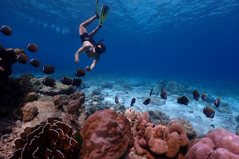 Z Phuket: rejs łodzią motorową z rurką na wyspach Similan