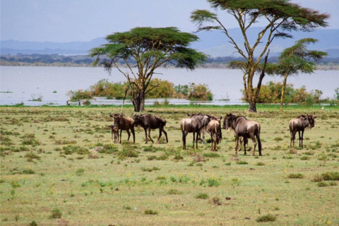 Lake Naivasha and Crescent Island Game Sanctuary Day Trip