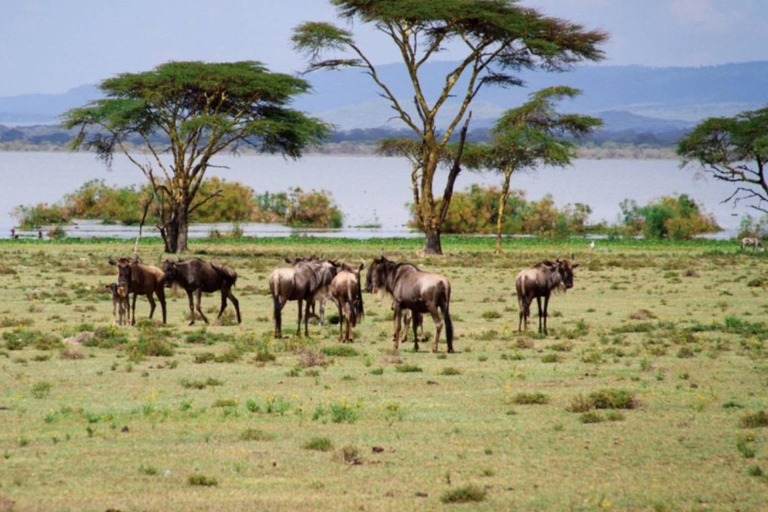 Lake Naivasha and Crescent Island Game Sanctuary Day Trip