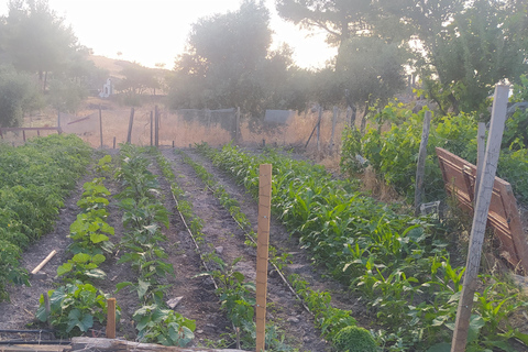 Rustic cooking day at Bodrum country home