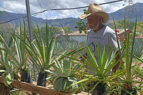 From Puerto Escondido: Gataway to Oaxaca in one day.