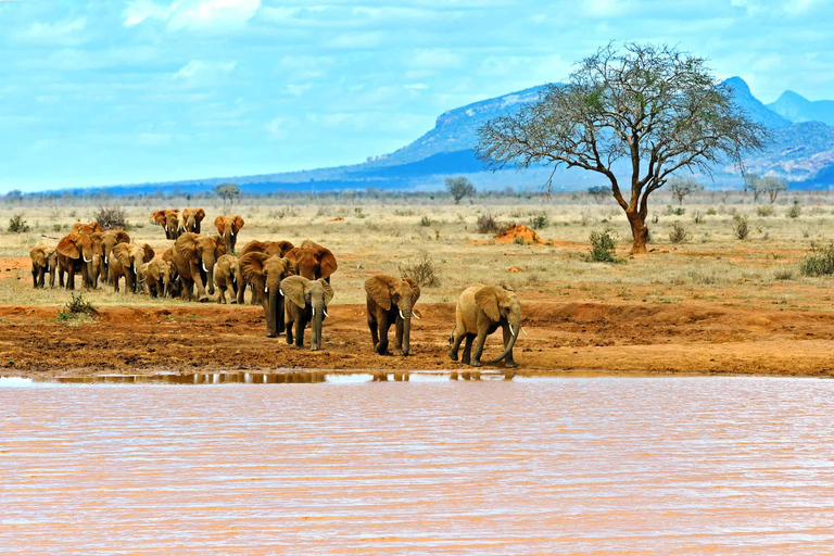Au départ de Mombasa : Safari d&#039;une journée dans le parc national de Tsavo East