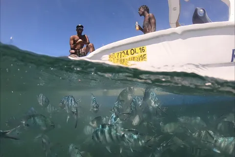 La Preneuse: Tour in motoscafo per l'avvistamento dei delfini e lo snorkeling