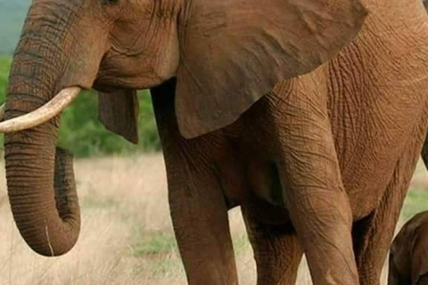 Tanzania: 10-Day Safari with Tarangire, Serengeti