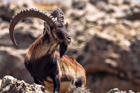 From Gondar: 2-Day Simien Mountains Hiking Adventure