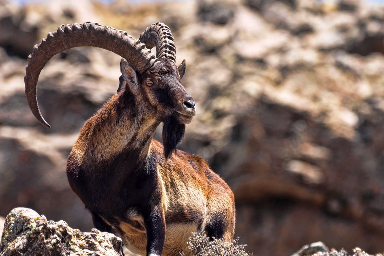 From Gondar: 2-Day Simien Mountains Hiking Adventure