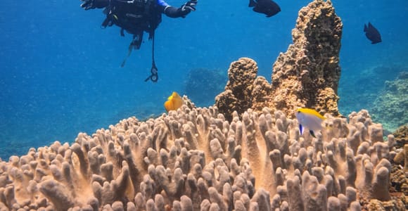 Nha Trang: Hon Mun Certified Scuba Diving & Caves