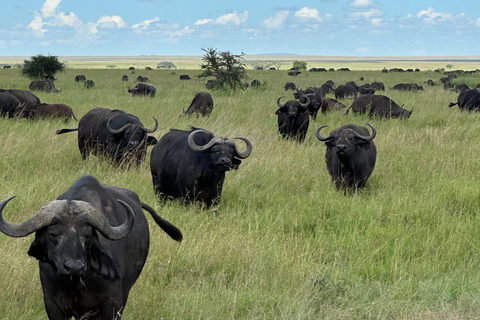 4-Days Group Safari Tour Tarangire, Serengeti & Ngorongoro 4-Days Group Safari Tarangire, Serengeti & Ngorongoro