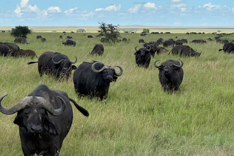 4-Days Group Safari Tour Tarangire, Serengeti & Ngorongoro 4-Days Group Safari Tarangire, Serengeti & Ngorongoro