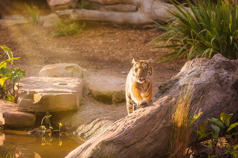 Saindo de Delhi: Safári de 3 dias com tigres em Ranthambore com trasladosTour particular sem acomodação em hotel