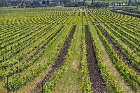 USA/California/Napa: Private Wine Tour for up to 6 guests