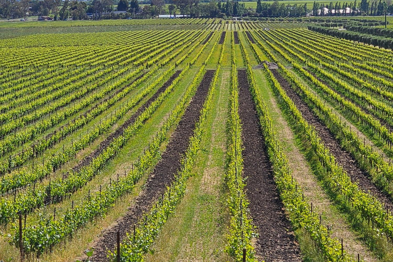 USA/California/Napa: Private Wine Tour for up to 6 guests