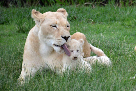 Tour del Parco dei Leoni in veicolo Safari apertoTour del Lion Park in un veicolo safari aperto