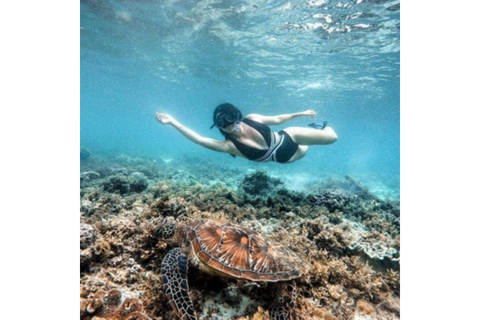 Moalboal : Scuba Diving Sardine Run and Turtle Chasing Scuba Diving: Sardine Run, Turtle Chasing &Pescador Island