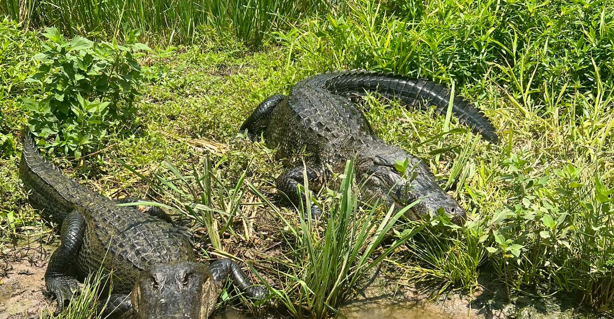 New Orleans, Oak Alley or Laura Plantation & Airboat Tour - Housity