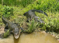 New Orleans, Oak Alley o Laura Plantation e Airboat Tour - Housity