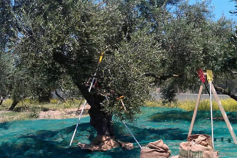 Crete: Wine, Craft Beer, Olive Oil Tasting & Forest Lunch Private tour
