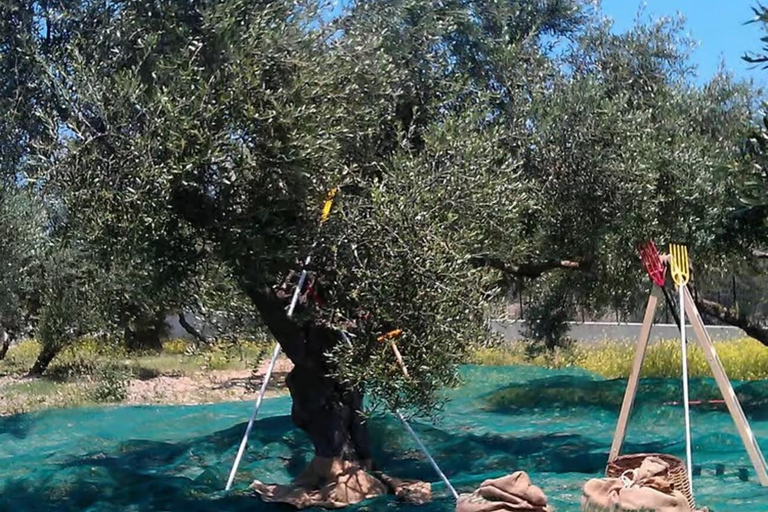 Crete: Wine, Craft Beer, Olive Oil Tasting & Forest Lunch Group tour