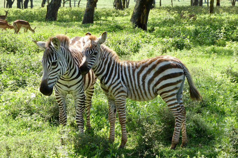 3 days masai mara safari