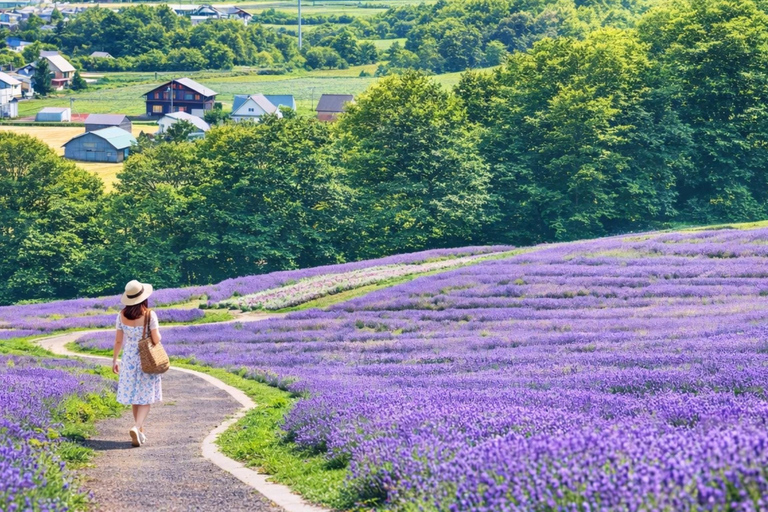 Summer Hokkaido: Furano lavender, Blue Pond,Shikisai-no-Oka 7:50 am meet at Odori Park subway station exit 31
