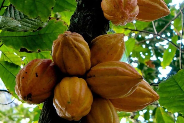 Farma przypraw, Stone Town, Prison Island i piaszczysta łacha NakupendaWYCIECZKA PRYWATNA BEZ ODBIORU Z HOTELU I TRANSPORTU POWROTNEGO