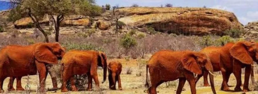 Visite d'une journée privée au parc national de Tsavo East
