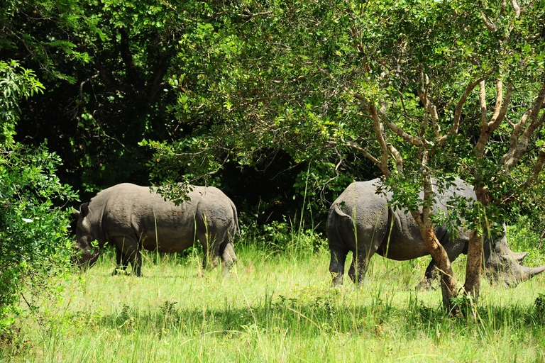 Kampala: 2-Day Murchison Falls Safari with Rhino Trek
