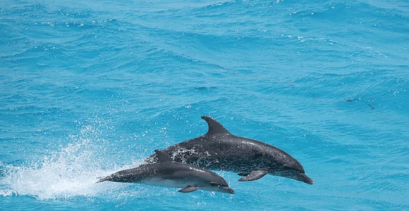 Captain&#39;s Choice: Dolphin Watch Sunset Sail