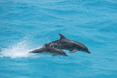 Elección del Capitán: Observación de delfines al atardecer