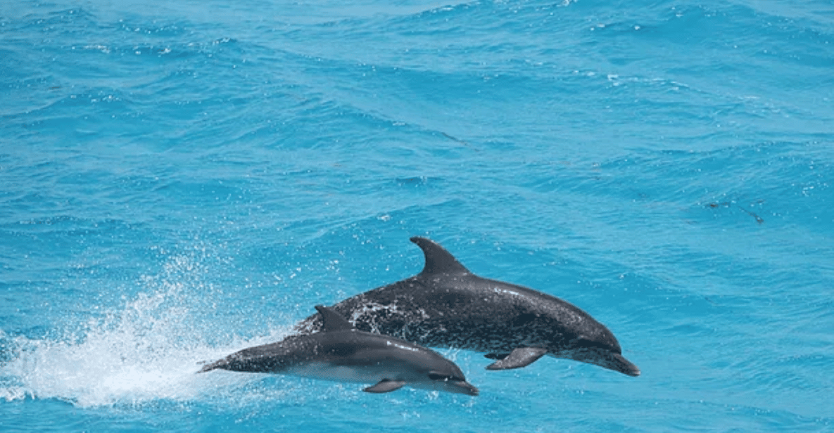 Captain's Choice: Dolphin Watch Sunset Sail — a boat tour from Key West, USA