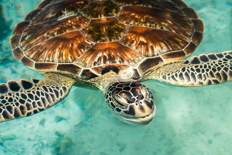 zanzibar swimming with sea turles and dolphins in kizimkazi