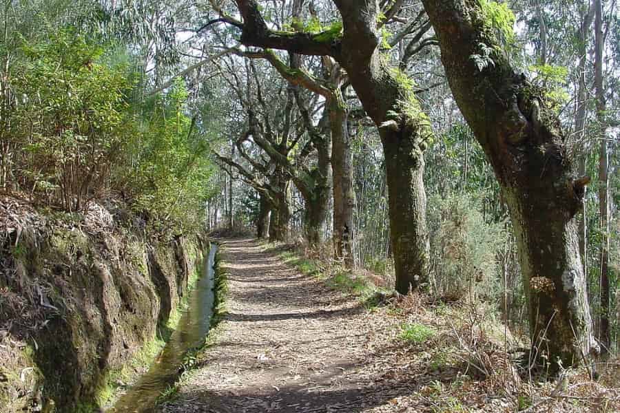 Madeira: Levada Paradise Valley Scenic Walk. Foto: GetYourGuide