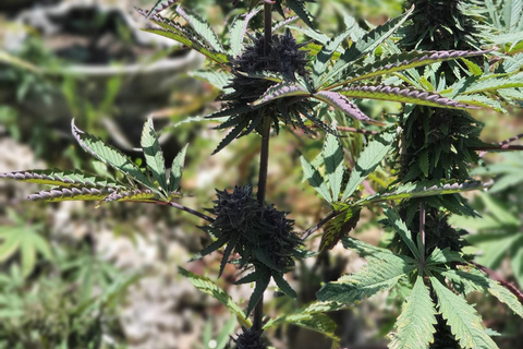 Best In The West Herbal & Farming Tour In Westoreland