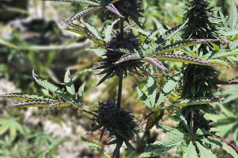 Best In The West Herbal & Farming Tour In Westoreland