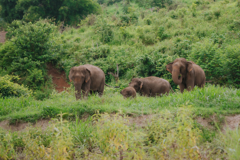 4 in 1 :Tour 2 days in Chiang Mai,Bamboo Rafting,Sleep,Elephants,Waterfalls