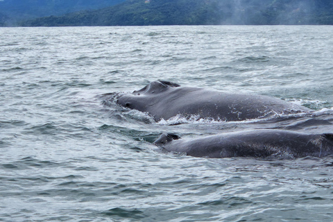 Uvita: Whale Watching Tour in Marino Ballena National Park
