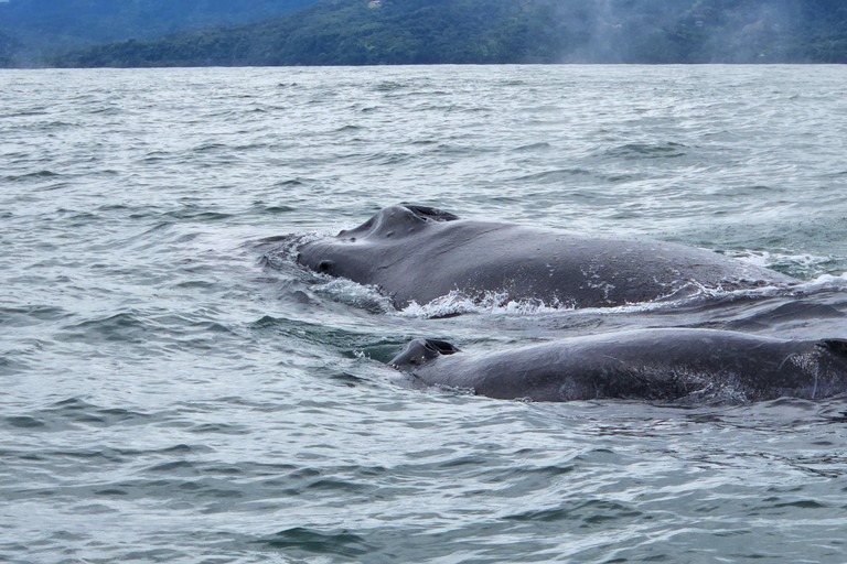 Uvita: Whale Watching Tour in Marino Ballena National Park