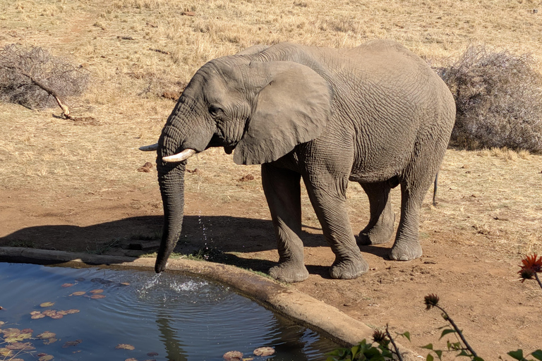 From Maputo to the Wild: Half-Day Kruger Safari