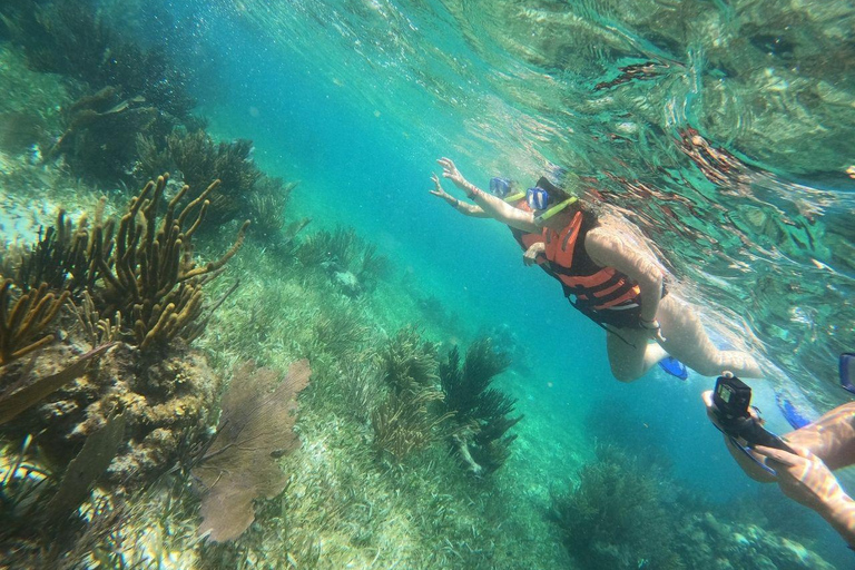 Puerto Morelos: Snorkel in Coral Reef with transportation Tour from Tulum