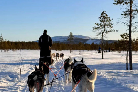 Levi: 5 Km Husky Sledding Ride in Levi