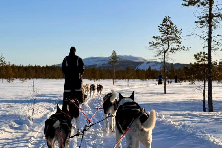 Levi: 5 Km Husky Sledding Ride in Levi