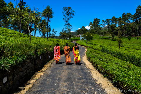 2-tägige Ella Tour: Diyaluma Falls Horton Plains &amp; Scenic Train